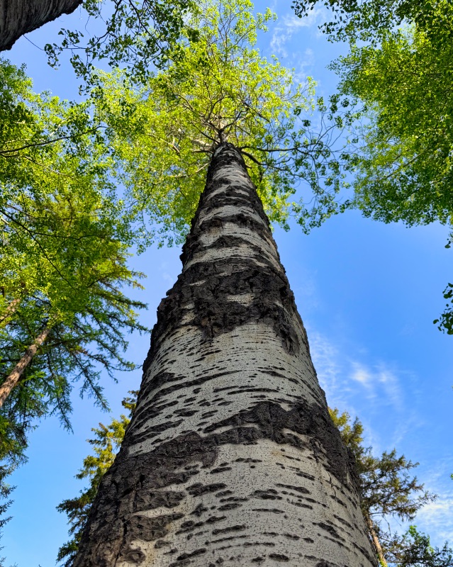 The Birch — Plate 08