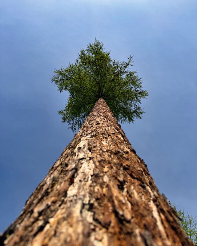 The Larch — Plate 08